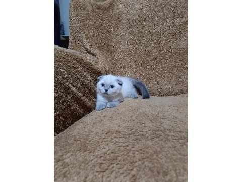 Scottish fold shorthair bluepoint kızımız