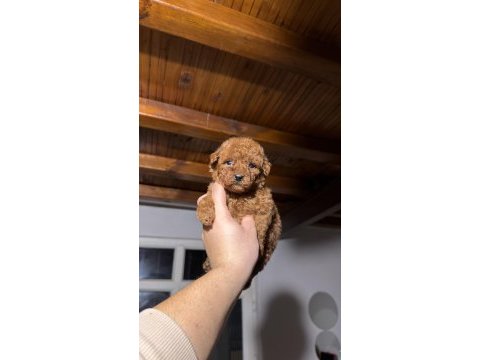 Kore toy poodle yavruları yeni yuvasına hazır