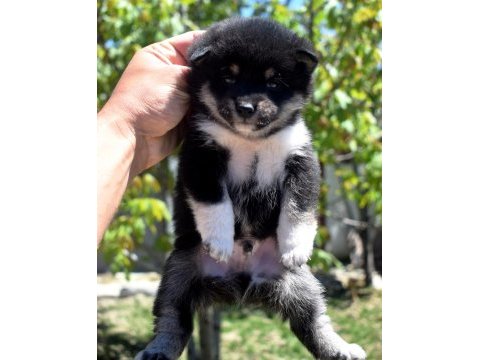 Shiba inu minyatür yavrular