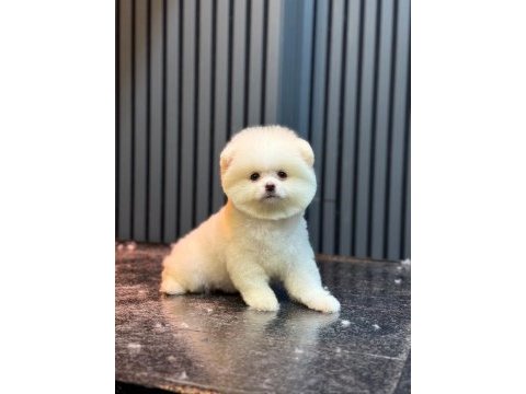 Yavru pomeranian boo köpeklerimiz