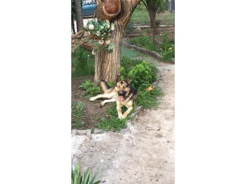 Ücretsiz sahiplendirme 4 yaşında köpeğimiz