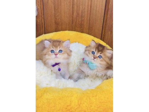 Üst düzey golden british longhair