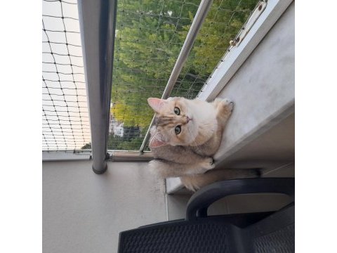 Safkan british shorthair golden 6 aylık erkek