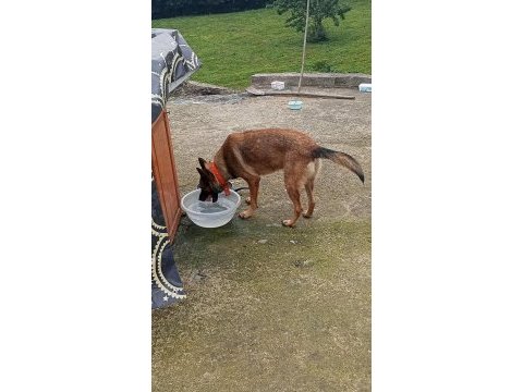 Malinois sahiplendirmek takas da olur