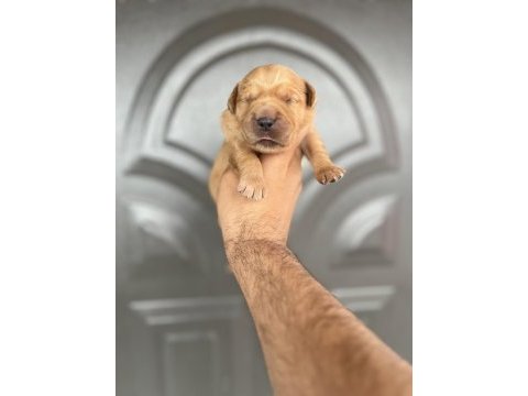 Golden retriever bebekler