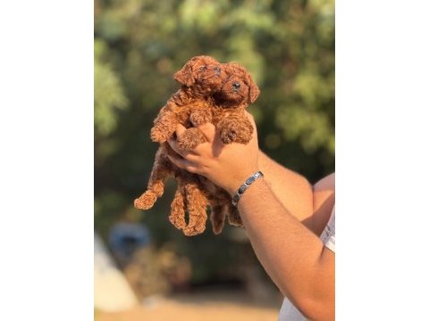 Aşılı çiş eğitimli toy poodle bebekler 