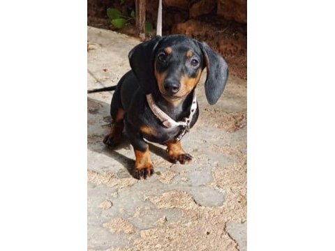 Dachshund ücretli sahiplendirilecektir