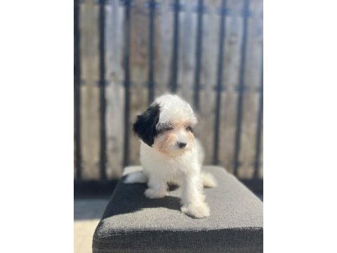 Morkie yavru