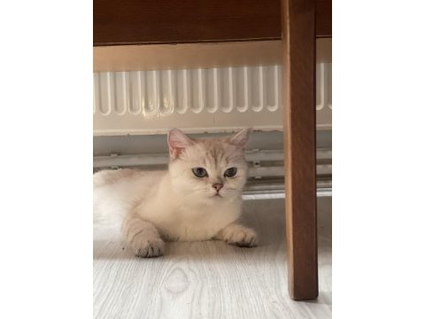 Kedim boncuğa acil yuva arıyorum