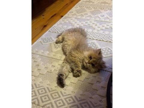 British longhair golden
