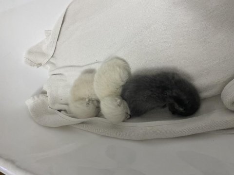 Orjinal 3 adet british shorthair yavru eylül sonu teslim