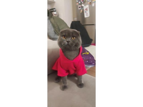 1 yaşında erkek çiftleştirme ilanı scottish fold