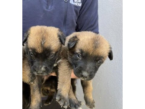 40 günlük hırs küpü belçika malinois yavrular