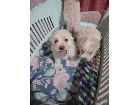 Tuvalet eğitimli maltese terrier yavrular