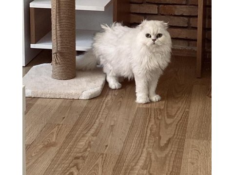 Bembeyaz scottish fold