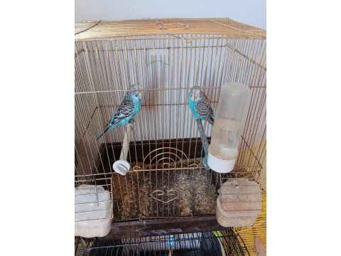 2 tane erkek yavru muhabbet kuşu