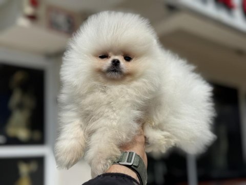 Petmode köpek çiftliğinden ziyarete açık pomeranian