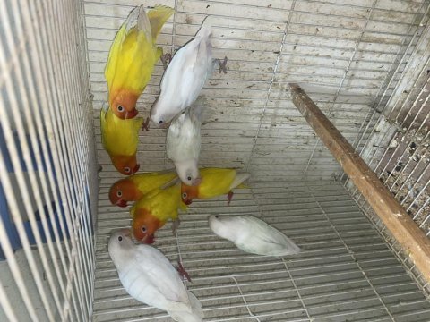 Cennet papağanı üretim lutino albino çiftler