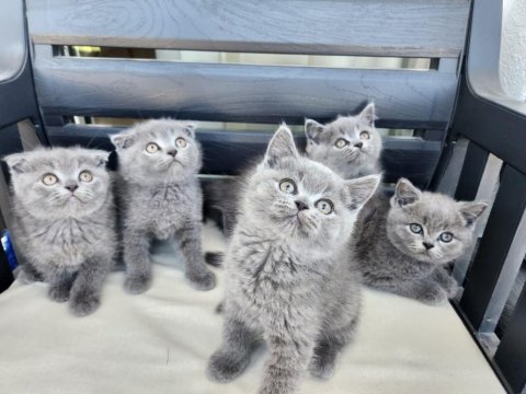 Bir kucak dolusu mutluluk kediler
