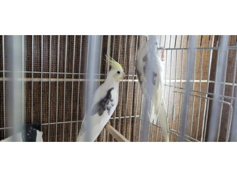 2 aylık sultan yavruları