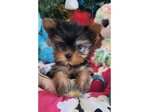 Şecereli teacup yorkshire terrier yavrularımız