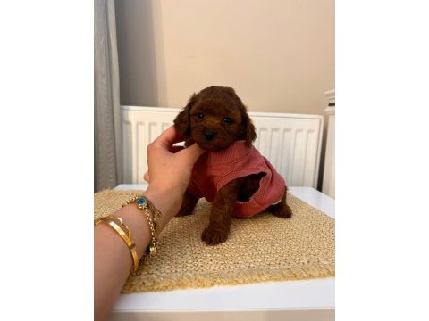 Baba kore anne toy red borow poodle
