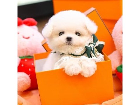 Maltese terrier kore kan saf ırk yavrularımız