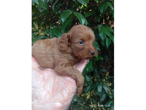 Irk ve sağlık garantili safkan maltipoo bebekler