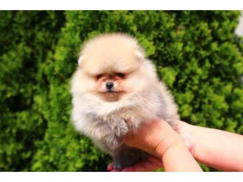 Yavru pomeranian boo