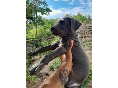 Cane corso blue bebekler