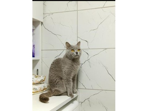 Ücretsiz british shorthair cinsi