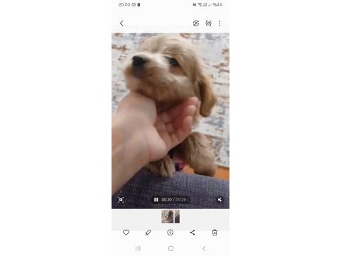 2.5 aylık dişi wc eğitimli poodle