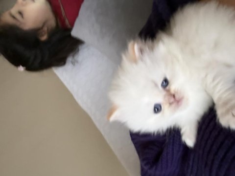 British longhair yavrularımı sahiplendiriyorum