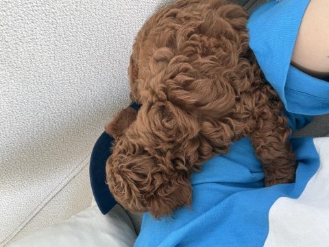 Toy poodle 2 aylık yavru