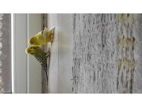 Vasıflı güzel genç muhabbet kuşlar bilezikli