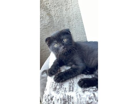 Nadir bulunan brumo black scottish fold