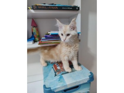 Wcf kayıtlı maine coon yavrusu