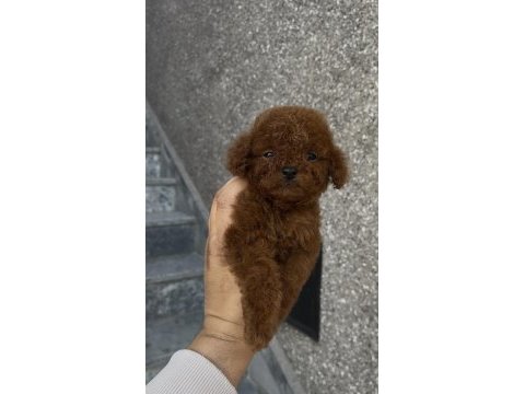 Orjinal poodle yavrular