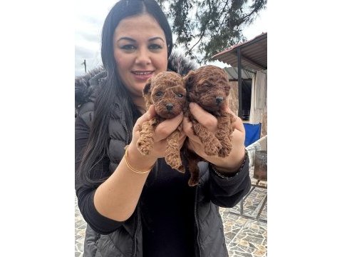 Ufacık toy poodle yavrularım