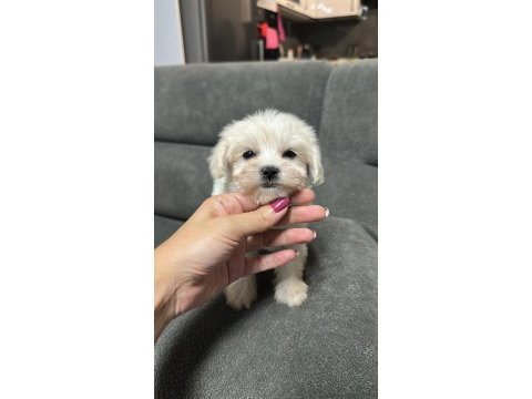Kore maltese