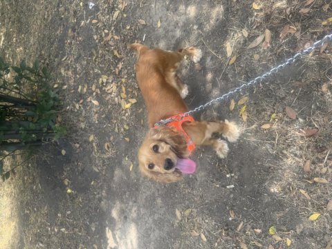 Dişi cocker köpeği