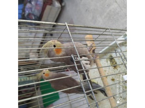 Sultan papağanı 3 aylık