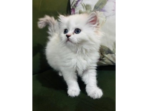 British longhair yavrular