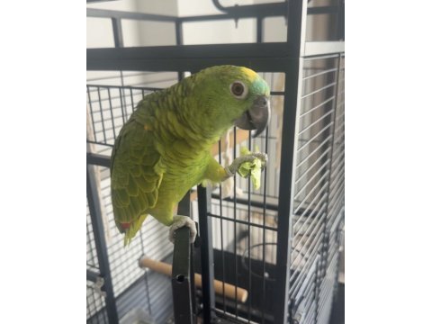 Konuşan gülen blue front amazon papağanı
