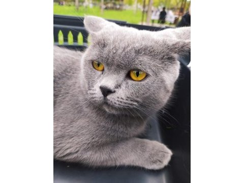 9 aylık british kimliği aşıları tamdır