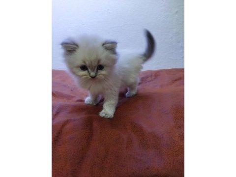 Muhteşem güzellikte ragdoll yavrularımız