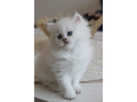 Show kalite british longhair