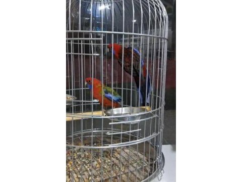Yavru alınmış bakıcı rozella takım