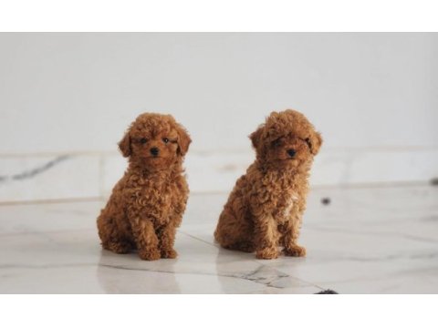 Muhteşem toy poodle yavruları