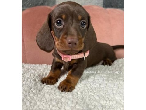 Dachshund bebekler için ulaşınız